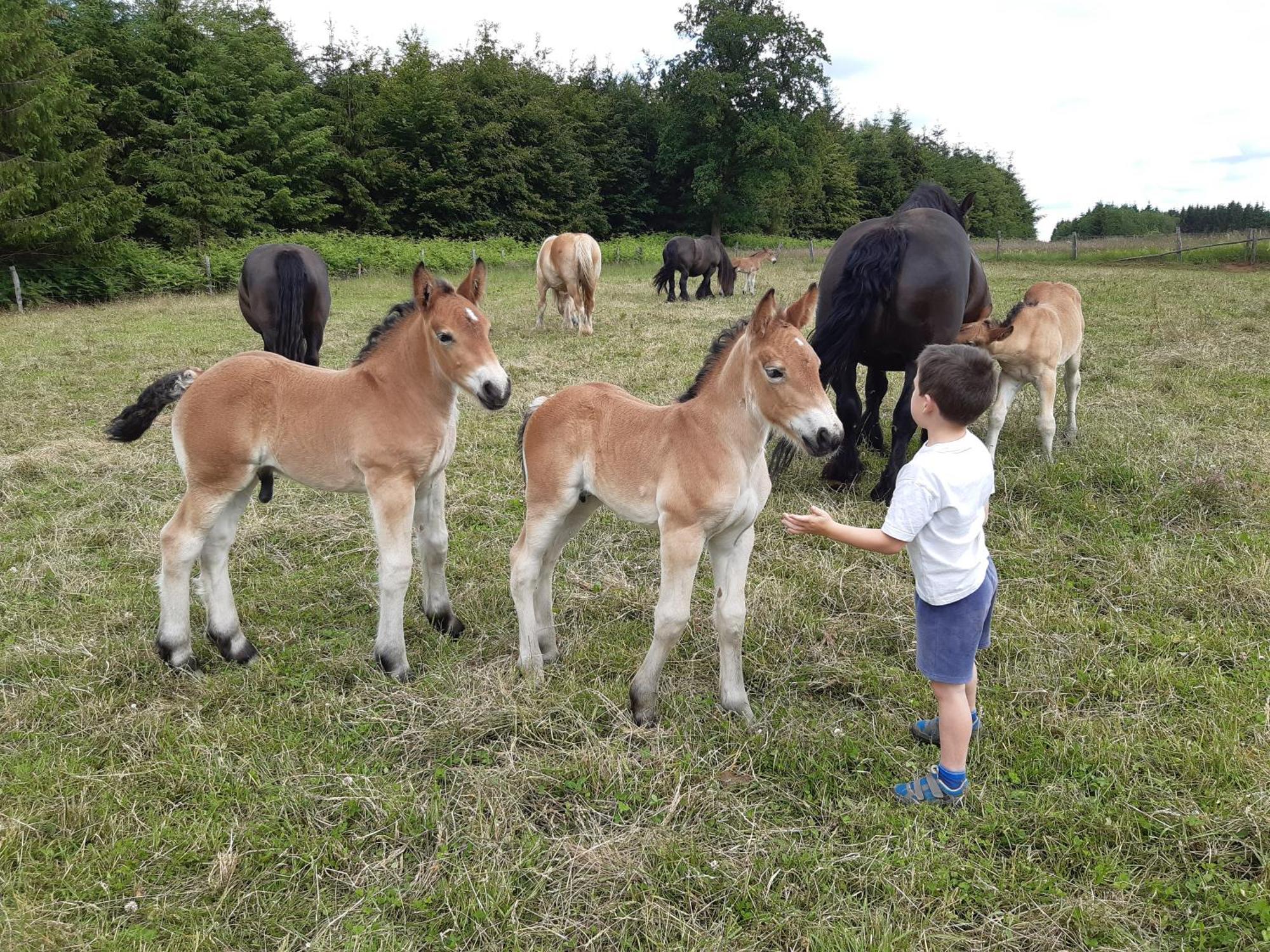 Gouvy Gite Le Cheval Ardennais מראה חיצוני תמונה